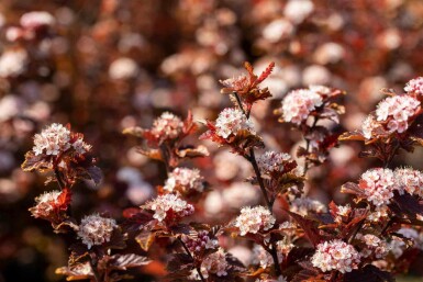 Blasenspiere Physocarpus opulifolius 'Little Angel' strauch 40-50 C3 Physocarpus opulifolius 'Little Angel' Strauch 40-50 cm