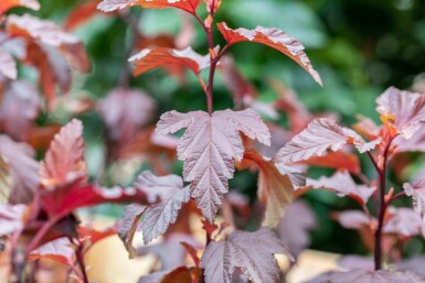 Blasenspiere Physocarpus opulifolius 'Little Angel' strauch 40-50 C3 Physocarpus opulifolius 'Little Angel' Strauch 40-50 cm