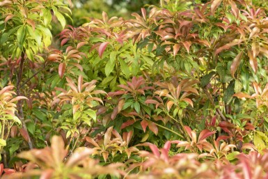 Japanische lavendelheide Pieris japonica strauch 20-25 C3 Pieris japonica Strauch 20-25 cm