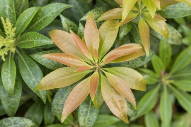 Japanische lavendelheide Pieris japonica strauch 50-60 C7,5 Pieris japonica Strauch 50-60 cm