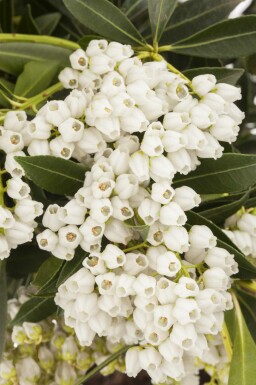 Japanische lavendelheide Pieris japonica 'Debutante' strauch 30-40 C5 Pieris japonica 'Debutante' Strauch 30-40 cm