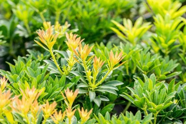 Japanische lavendelheide Pieris japonica 'Debutante' strauch 30-40 C5 Pieris japonica 'Debutante' Strauch 30-40 cm