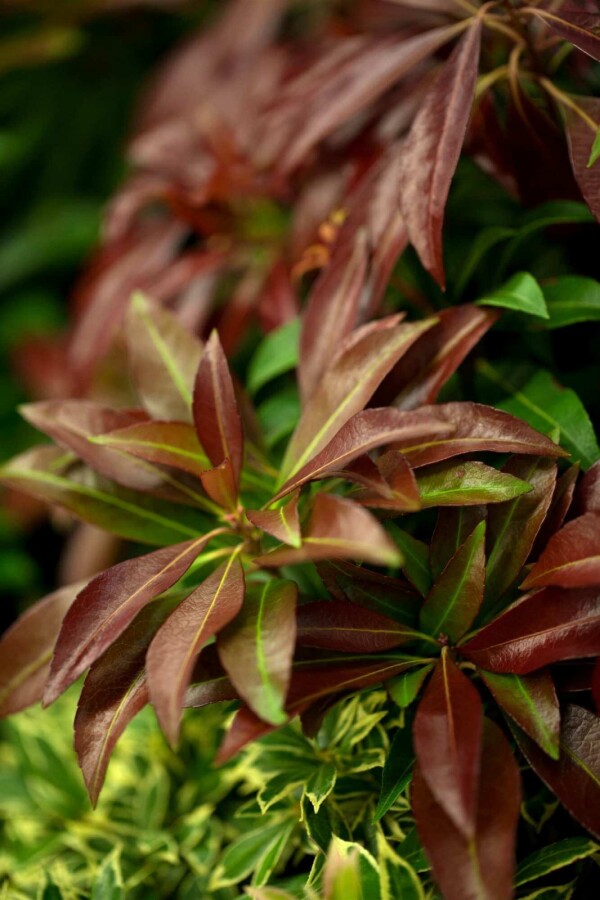 Japanische lavendelheide Pieris japonica 'Katsura' strauch 30-40 C5 Pieris japonica 'Katsura' Strauch 30-40 cm