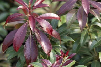 Japanische lavendelheide Pieris japonica 'Katsura' strauch 30-40 C5 Pieris japonica 'Katsura' Strauch 30-40 cm
