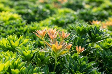 Japanische Lavendelheide 'Little Heath Green' Pieris japonica 'Little Heath Green' strauch 40-50 C7, Pieris japonica 'Little Heath Green' Strauch 40-50 cm