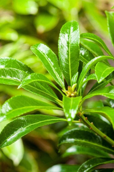 Japanische lavendelheide Pieris japonica 'Passion' strauch 25-30 C3 Pieris japonica 'Passion' Strauch 25-30 cm