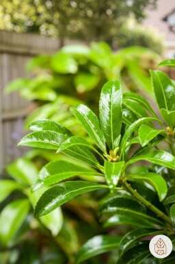 Pieris japonica 'Passion' Strauch 25-30 cm