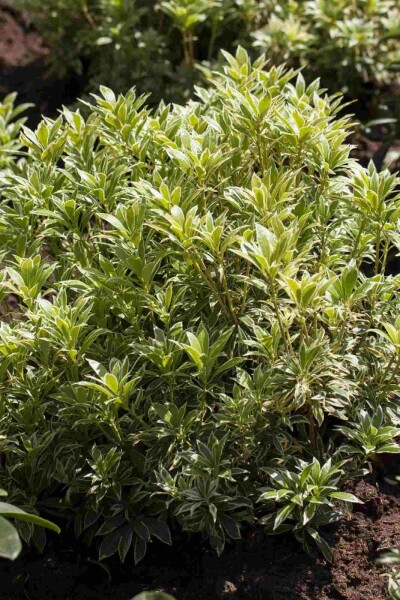 Andromeda Pieris japonica 'Variegata' strauch 30-40 C7,5 Pieris japonica 'Variegata' Strauch 30-40 cm