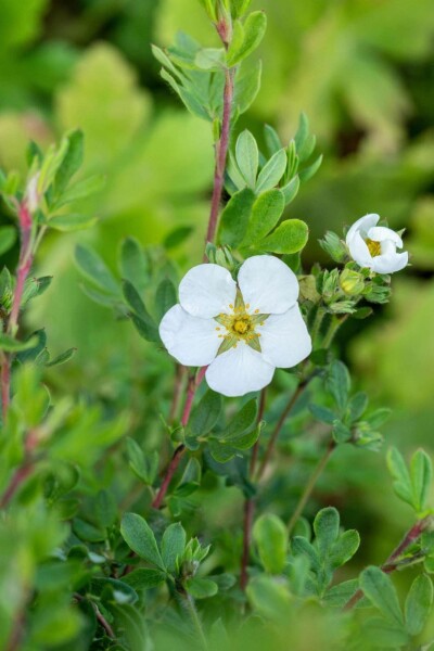 Fingerstrauch Potentilla fruticosa 'Abbotswood' strauch 20-30 C1,5 Potentilla fruticosa 'Abbotswood' Strauch 20-30 cm