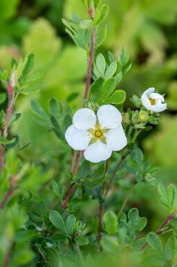 Fingerstrauch Potentilla fruticosa 'Abbotswood' strauch 20-30 C1,5 Potentilla fruticosa 'Abbotswood' Strauch 20-30 cm
