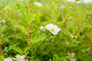 Fingerstrauch Potentilla fruticosa 'Abbotswood' strauch 40-60 C10 Potentilla fruticosa 'Abbotswood' Strauch 40-60 cm