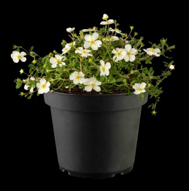 Fingerstrauch Potentilla fruticosa 'Abbotswood' strauch 40-60 C10 Potentilla fruticosa 'Abbotswood' Strauch 40-60 cm