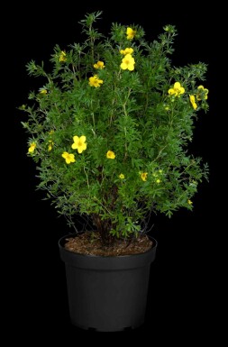 Fingerstrauch Potentilla fruticosa 'Goldfinger' strauch 40-60 C10 Potentilla fruticosa 'Goldfinger' Strauch 40-60 cm