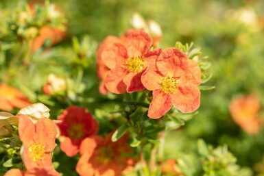 Fingerstrauch Potentilla fruticosa 'Red Ace' strauch 40-60 C10 Potentilla fruticosa 'Red Ace' Strauch 40-60 cm