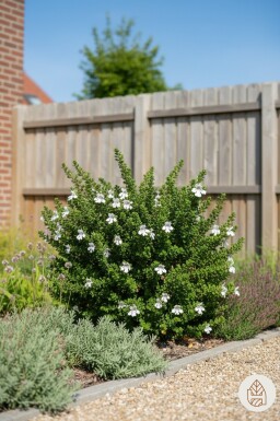 Prostanthera cuneata Strauch 20-25 cm
