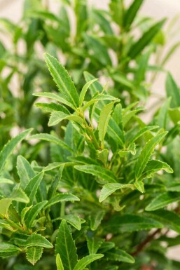 Kirschlorbeer Prunus laurocerasus 'Sofia' strauch 25-30 C3 Prunus laurocerasus 'Sofia' Strauch 25-30 cm