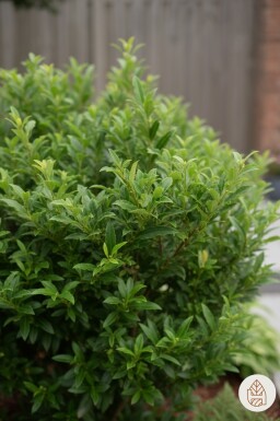 Prunus laurocerasus 'Sofia' Strauch 25-30 cm