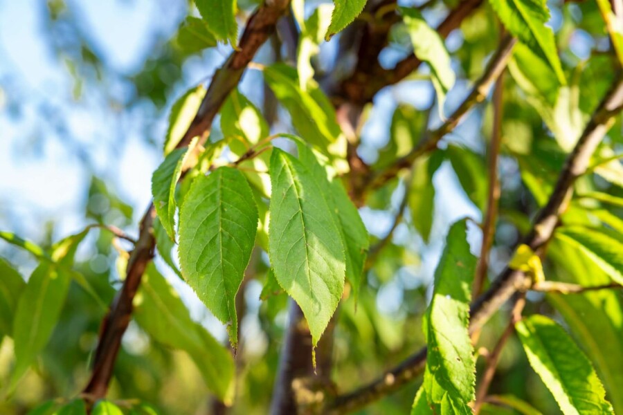 Tibetische kirsche Prunus serrula strauch 60-80 C4 Prunus serrula Strauch 60-80 cm