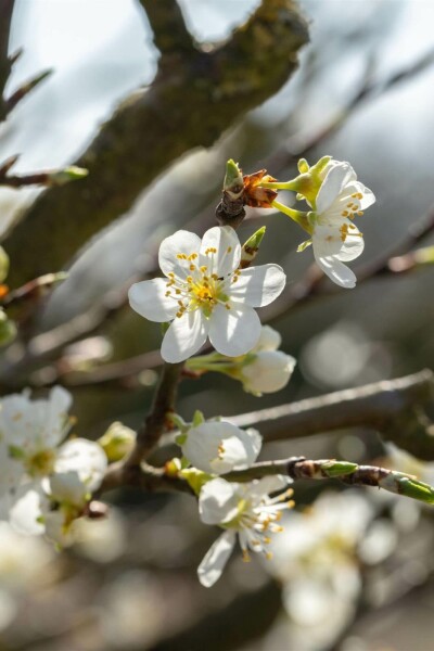 Schlehe Prunus spinosa strauch 80-100 C3 Prunus spinosa Strauch 80-100 cm