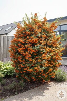 Pyracantha 'Red Cushion' Strauch 20-25 cm
