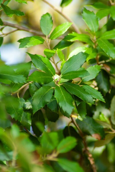 Steineiche Quercus ilex strauch 50-60 C2 Quercus ilex Strauch 50-60 cm
