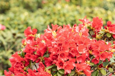 Zwergrhododendron 'Baden Baden' Rhododendron 'Baden-Baden' strauch Rhododendron 'Baden-Baden' Strauch