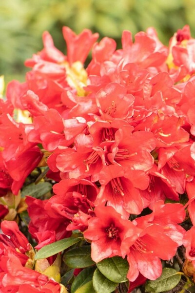 Zwergrhododendron 'Baden Baden' Rhododendron 'Baden-Baden' strauch 25-30 C4 Rhododendron 'Baden-Baden' Strauch 25-30 cm