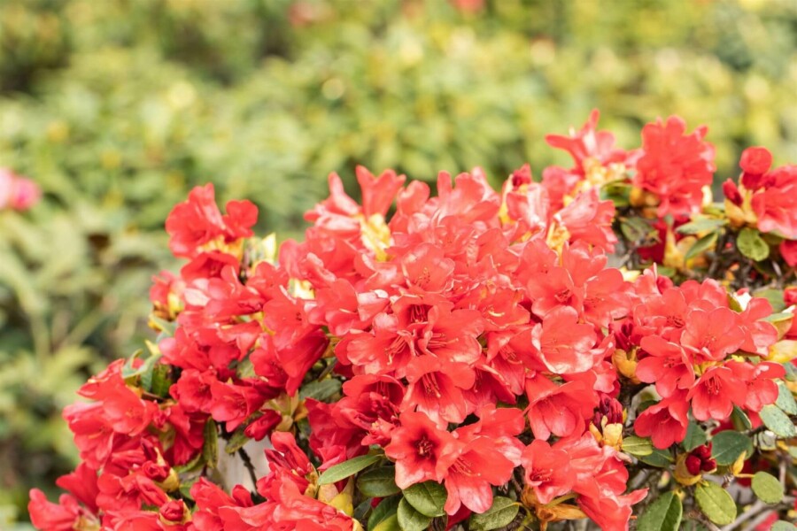 Zwergrhododendron 'Baden Baden' Rhododendron 'Baden-Baden' strauch 25-30 C4 Rhododendron 'Baden-Baden' Strauch 25-30 cm