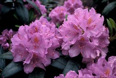 Catawba-Rhododendron 'Grandiflorum' Rhododendron 'Catawbiense grandiflorum' strauch 80-100 C15 Rhododendron 'Catawbiense grandiflorum' Strauch 80-100 cm