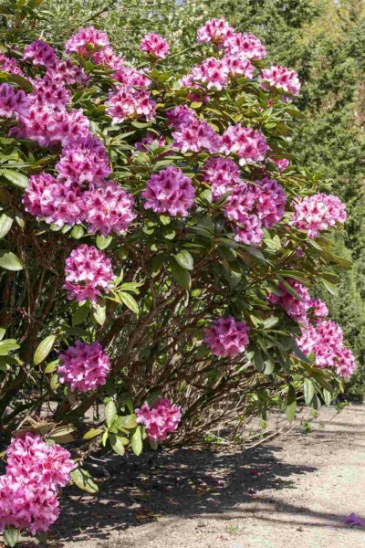 Alpenrose Rhododendron 'Cosmopolitan' strauch 40-50 C5 Rhododendron 'Cosmopolitan' Strauch 40-50 cm