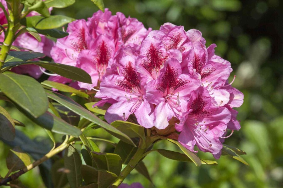 Alpenrose Rhododendron 'Cosmopolitan' strauch 50-60 C7,5 Rhododendron 'Cosmopolitan' Strauch 50-60 cm