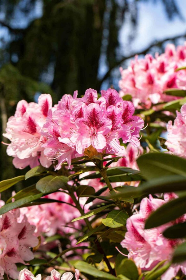 Alpenrose Rhododendron 'Cosmopolitan' strauch 50-60 C7,5 Rhododendron 'Cosmopolitan' Strauch 50-60 cm