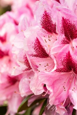 Alpenrose Rhododendron 'Cosmopolitan' strauch 50-60 C7,5 Rhododendron 'Cosmopolitan' Strauch 50-60 cm