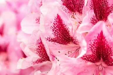 Alpenrose Rhododendron 'Cosmopolitan' strauch 50-60 C7,5 Rhododendron 'Cosmopolitan' Strauch 50-60 cm