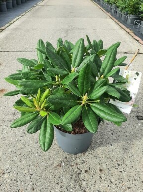 Rhododendron 'Cunningham's White' Strauch 40-50 cm