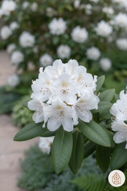 Rhododendron 'Cunningham's White' Strauch 70-90 cm
