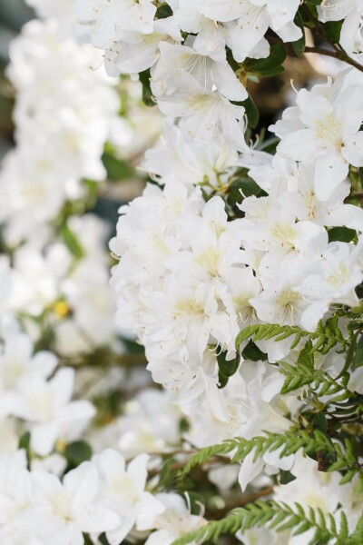 Alpenrose Rhododendron 'Dora Amateis' strauch 25-30 C3 Rhododendron 'Dora Amateis' Strauch 25-30 cm