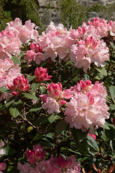 Alpenrose Rhododendron 'Dreamland' strauch 30-40 C10 Rhododendron 'Dreamland' Strauch 30-40 cm