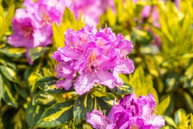 Alpenrose Rhododendron 'Goldflimmer' strauch 40-45 C5 Rhododendron 'Goldflimmer' Strauch 40-45 cm