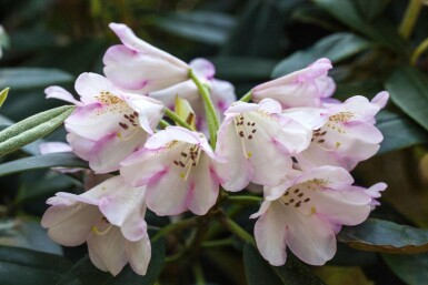 Alpenrose Rhododendron 'Gomer Waterer' strauch 40-50 C5 Rhododendron 'Gomer Waterer' Strauch 40-50 cm