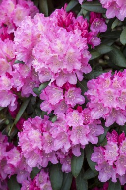 Alpenrose Rhododendron 'Kalinka' strauch 25-30 C5 Rhododendron 'Kalinka' Strauch 25-30 cm