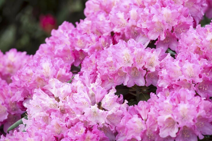 Alpenrose Rhododendron 'Kalinka' strauch 25-30 C5 Rhododendron 'Kalinka' Strauch 25-30 cm