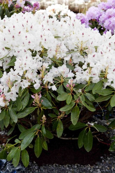 Alpenrose Rhododendron 'Madame Masson' strauch 35-45 C5 Rhododendron 'Madame Masson' Strauch 35-45 cm