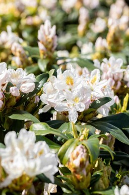 Alpenrose Rhododendron 'Madame Masson' strauch 35-45 C5 Rhododendron 'Madame Masson' Strauch 35-45 cm