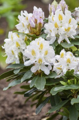 Alpenrose Rhododendron 'Madame Masson' strauch 35-45 C5 Rhododendron 'Madame Masson' Strauch 35-45 cm