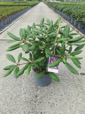 Rhododendron 'Marcel Menard' Strauch 40-45 cm
