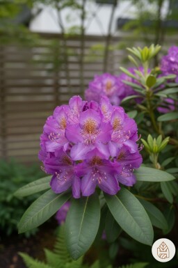 Rhododendron 'Moerheim' Strauch 20-25 cm