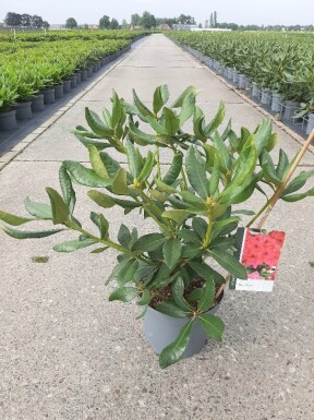 Rhododendron 'Nova Zembla' Strauch 40-50 cm