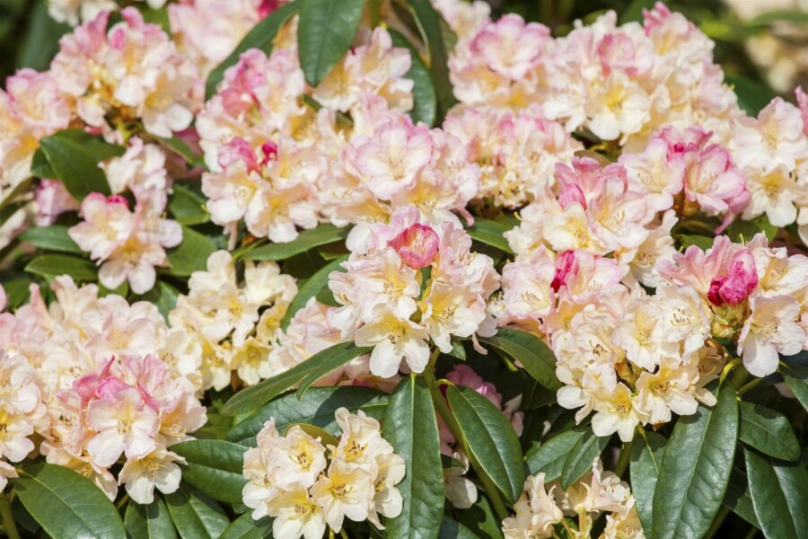 Alpenrose Rhododendron 'Percy Wiseman' strauch 40-45 C5 Rhododendron 'Percy Wiseman' Strauch 40-45 cm