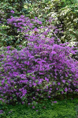 Rhododendron Rhododendron praecox strauch 30-40 C10 Rhododendron praecox Strauch 30-40 cm